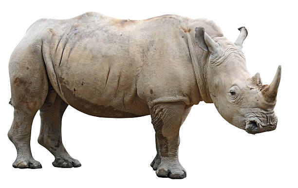 istock Rhinoceros isolated on white 471391425