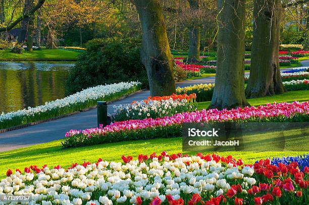 Весенние Цветы В Парк — стоковые фотографии и другие картинки Без людей - Без людей, Весна, Гадючий лук