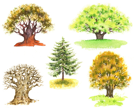 The watercolor paintings of a various trees.