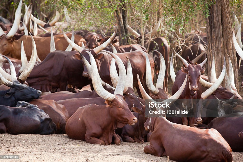 Long-Horned Watussirind in Uganda - Lizenzfrei Afrika Stock-Foto