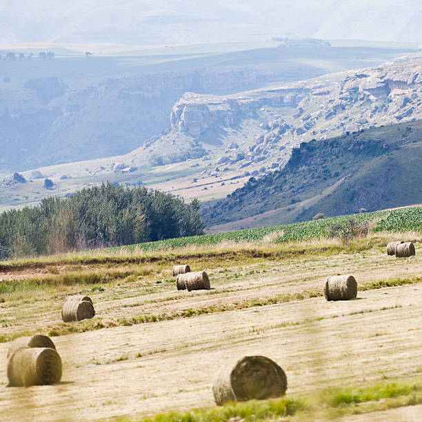 istock Bales of wheat across field 471392991