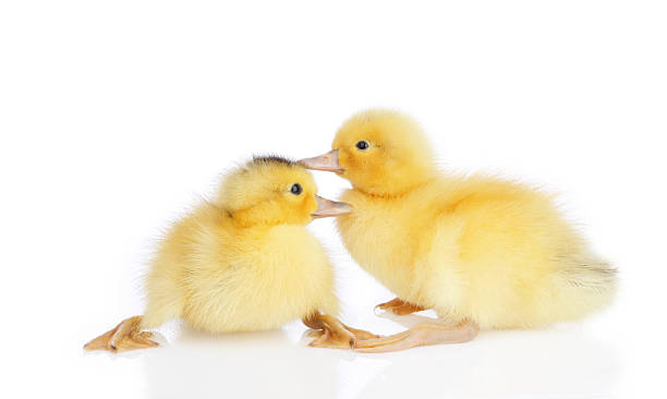 istock two baby duckling playing on white background 471393715