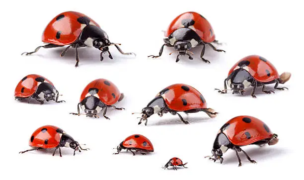 Ladybugs on a white background