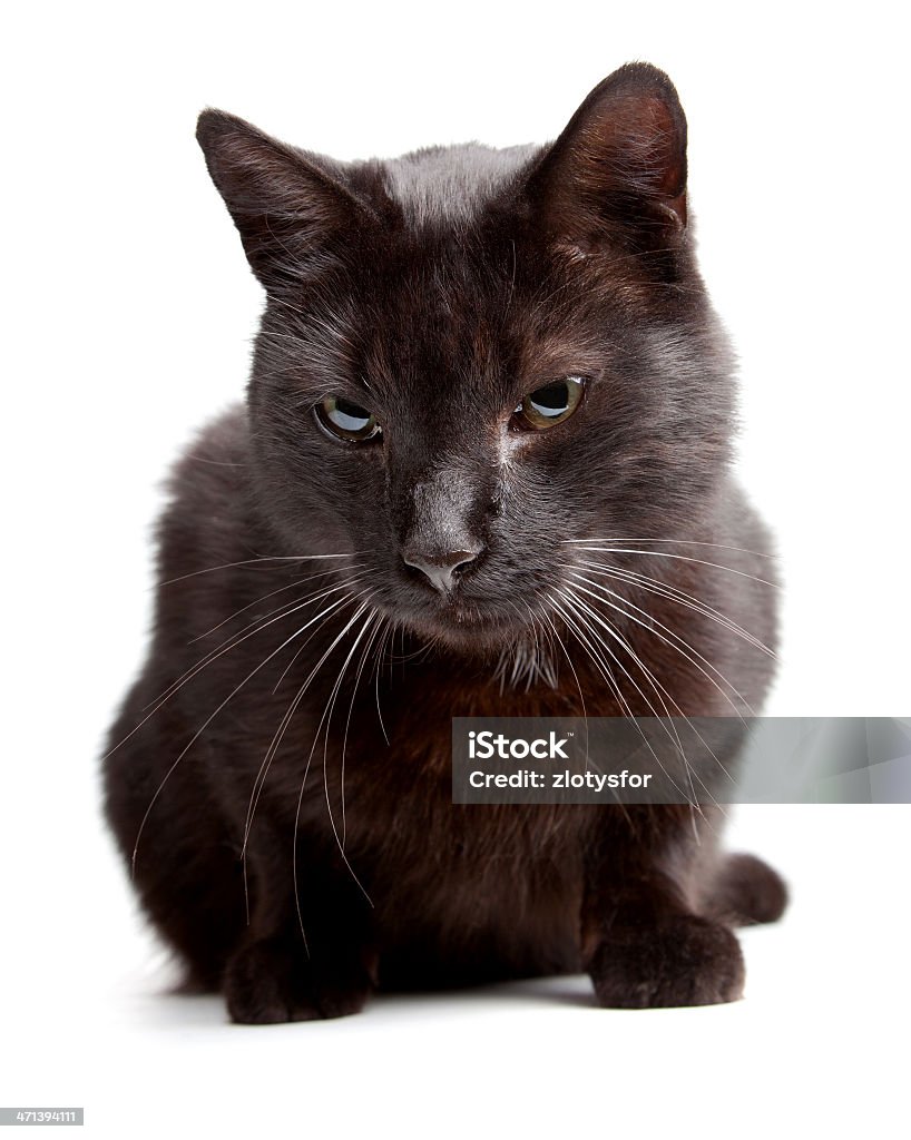 Schwarze Katze auf einem weißen backgroound - Lizenzfrei Fotografie Stock-Foto