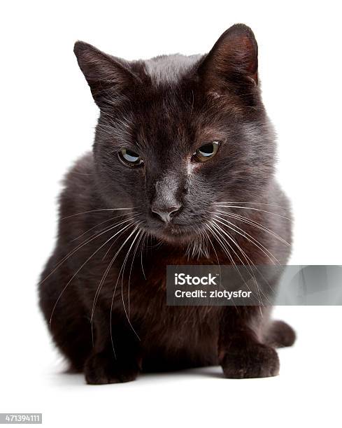Schwarze Katze Auf Einem Weißen Backgroound Stockfoto und mehr Bilder von Fotografie - Fotografie, Hauskatze, Haustier