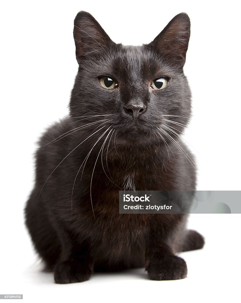 Gato preto com um branco backgroound - Foto de stock de Animal royalty-free