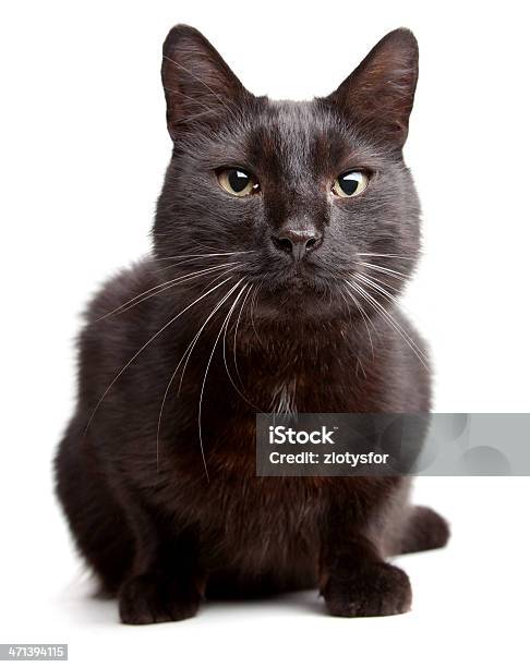 Foto de Gato Preto Com Um Branco Backgroound e mais fotos de stock de Animal - Animal, Branco, Fundo Branco