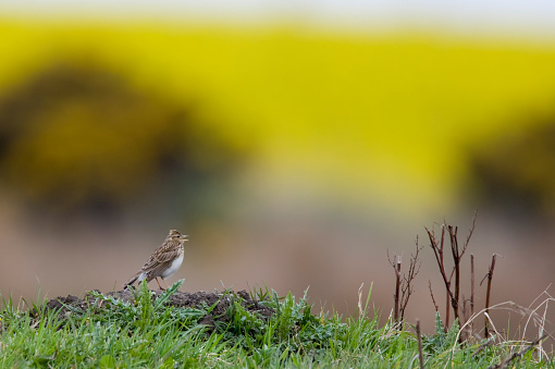 [b]Skylark[/b]\n[i]Alauda arvensis[/i]\n\n[u][url=http://www.istockphoto.com/file_search.php?action=file&lightboxID=969090 t=_blank][img]http://www.andrewhowe.co.uk/iStock/birdlightbox.jpg[/img][/url][/u]