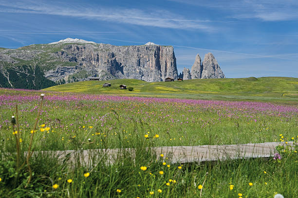 サイザーアルム南チロルドロミテ、アルプスの花 - travel seiseralm mountain european alps ストックフォトと画像