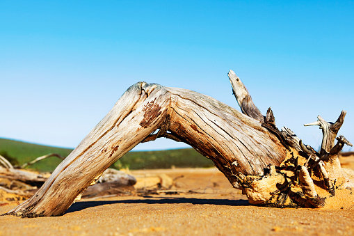 Weathered, wind-sculpted driftwood shot against a clear blue sky. 