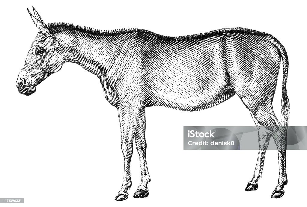 Mulo - Illustrazione stock royalty-free di Mulo