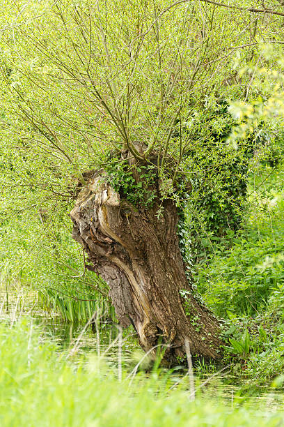 old pollard willow - foto de acervo