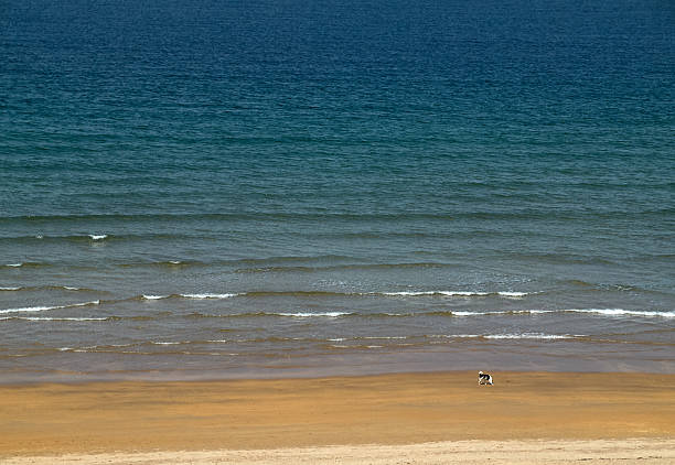 istock Dog at a beautiful beach near Portrush 471396724
