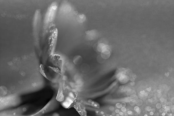 istock Dreamy composition Gerbera flower, heart shape bokeh light 471396762