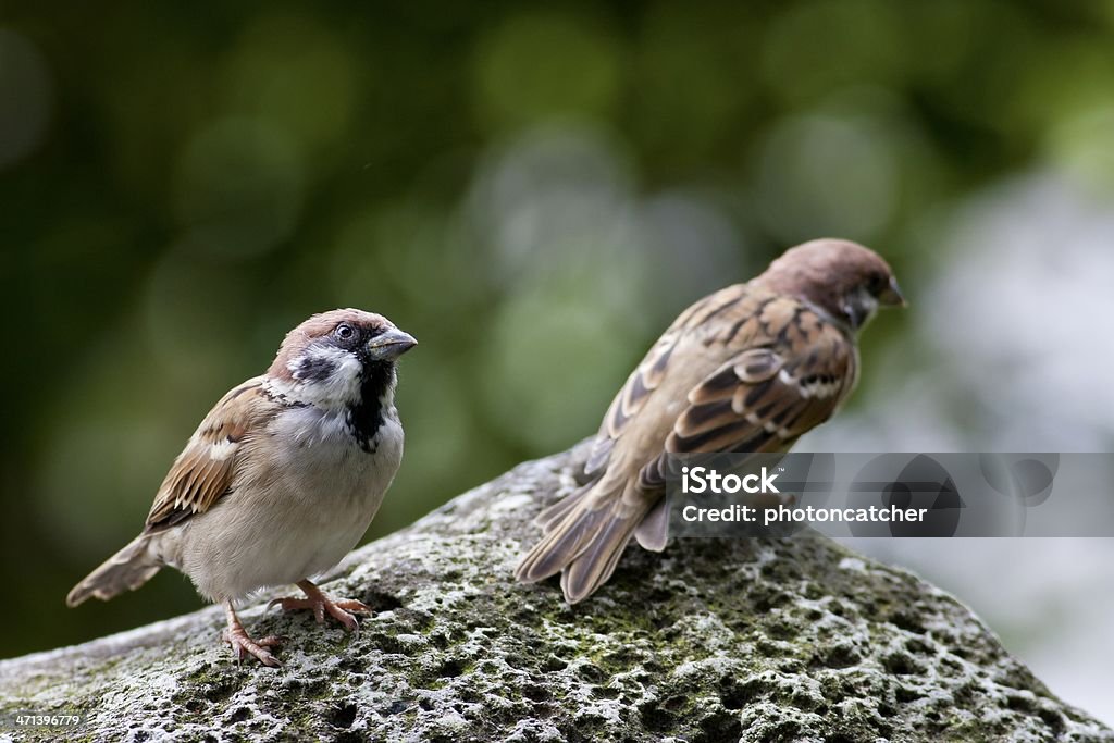 Myszołów Drzewo Sparrow - Zbiór zdjęć royalty-free (Biały)