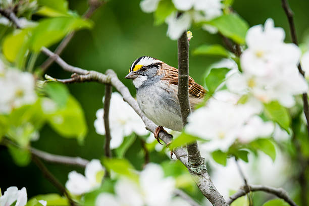White throated sparrow in an apple tree with spring blossoms. The white-throated sparrow is a passerine bird of the American sparrow family