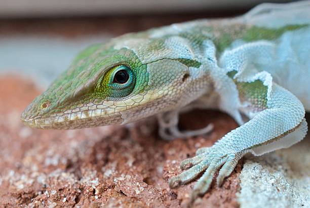 Green Anole Shedding Skin A large green anole sheds a coat of skin. molting stock pictures, royalty-free photos & images