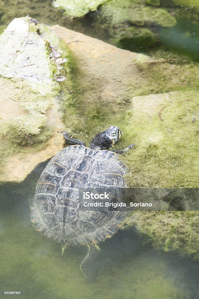 Turtle crawling out of water A small turtle crawling out of a lake. Animal Stock Photo