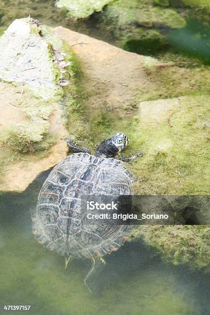 Turtle Crawling Out Of Water Stock Photo - Download Image Now - Animal, Animal Shell, Animal Themes