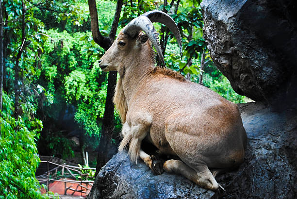 istock chamois sitting on a rock 471397163