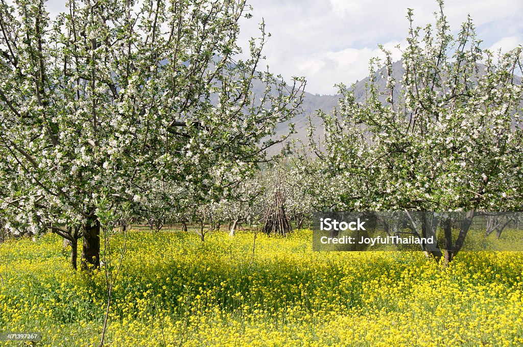 Flor de maçã é a desabrochar no jardim - Royalty-free Agricultura Foto de stock