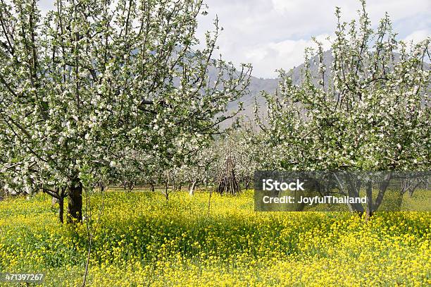 Flor De Maçã É A Desabrochar No Jardim - Fotografias de stock e mais imagens de Agricultura - Agricultura, Ajardinado, Ao Ar Livre