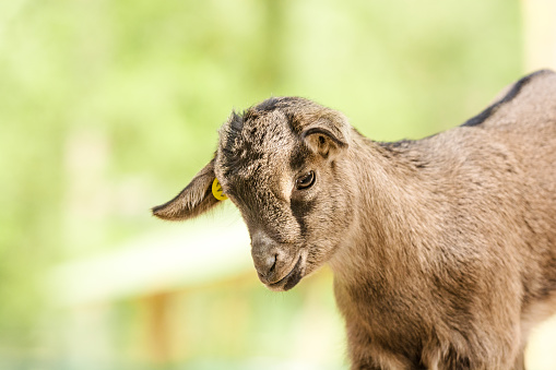 Portrait of one months old brown and black kid. A baby goat standing in front of wooden fence green trees on the farm and looking at the camera. 