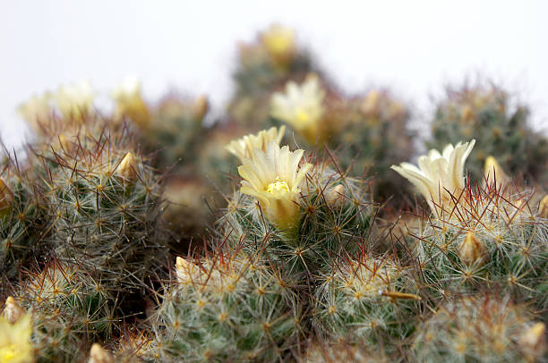 cactus bloom - single flower flower cactus hedgehog cactus zdjęcia i obrazy z banku zdjęć