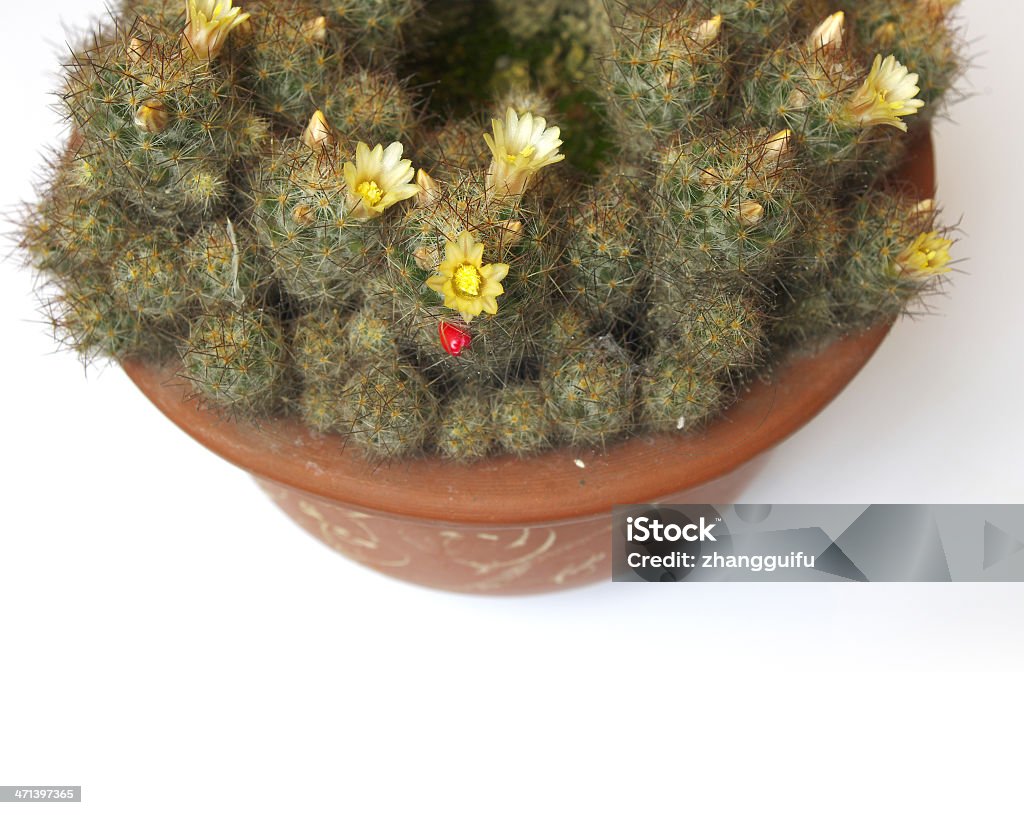 Fiore di Cactus - Foto stock royalty-free di Ago - Parte della pianta