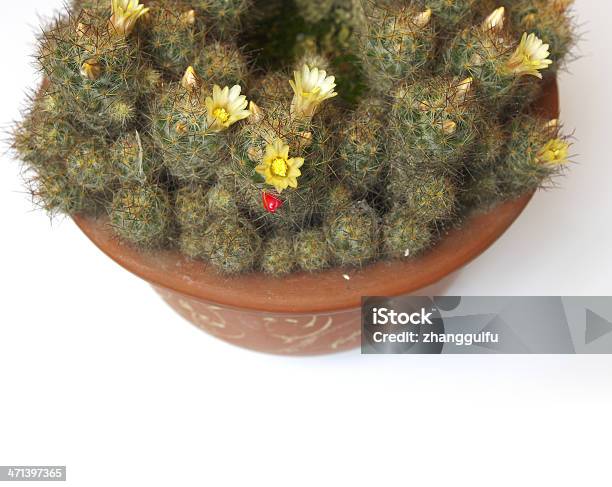 Fiore Di Cactus - Fotografie stock e altre immagini di Ago - Parte della pianta - Ago - Parte della pianta, Ambientazione esterna, Arancione