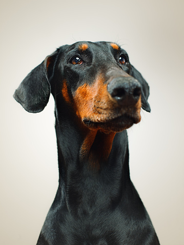 Doberman Pinscher dog sitting cutted ears on grey background
