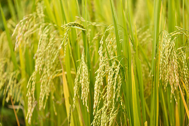 istock Close up of Green rice 471397845