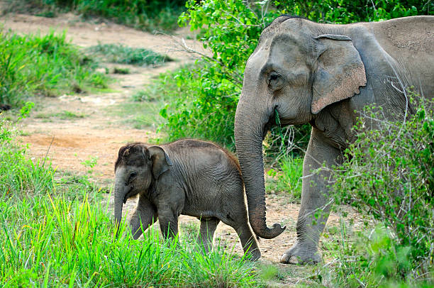 istock Baby elephants with mother 471398151