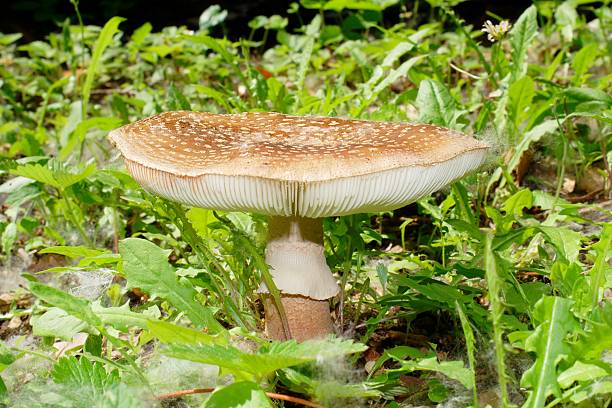 Amanita rubescens Amanita rubescens "the blusher": toxic if eaten raw, edible when cooked. late spring shot amanita rubescens stock pictures, royalty-free photos & images