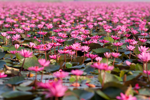 Pink lotus blossoms or water lily flowers blooming on lake