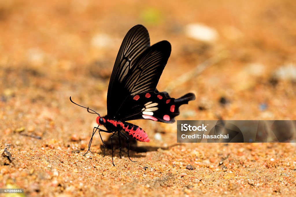 Papillon (pachliopta aristolochiae) - Photo de Bangkok libre de droits