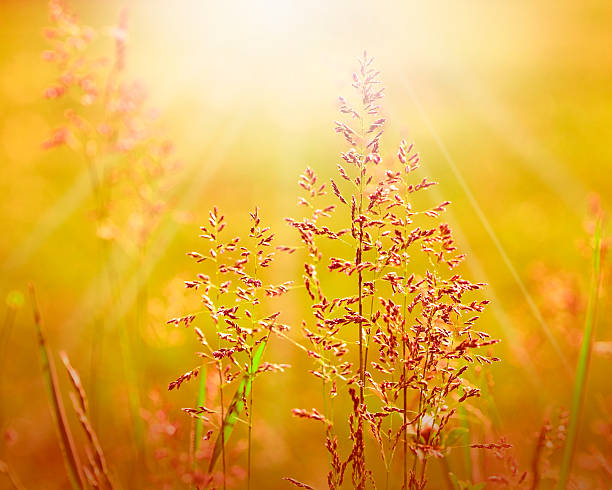 istock Meadow in the morning 471399079