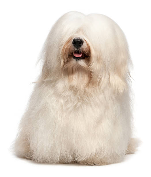 istock Cute long hair cream Havanese dog 471399151