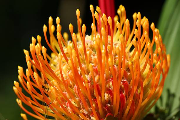 istock Pincushion Protea flower 471399163