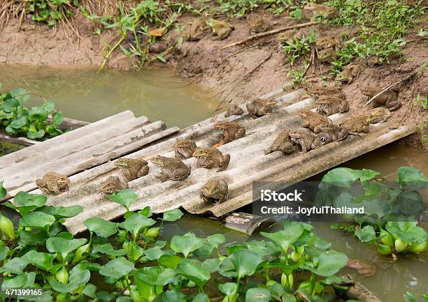 Group Of Frogs Stock Photo - Download Image Now - Amphibian, Animal, Batrachian