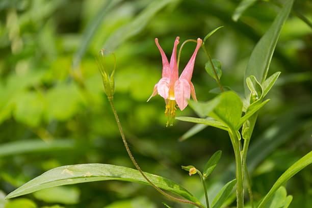istock Columbine Flower 471399173