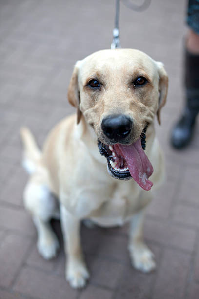 istock Happy dog with tongue out 471399241