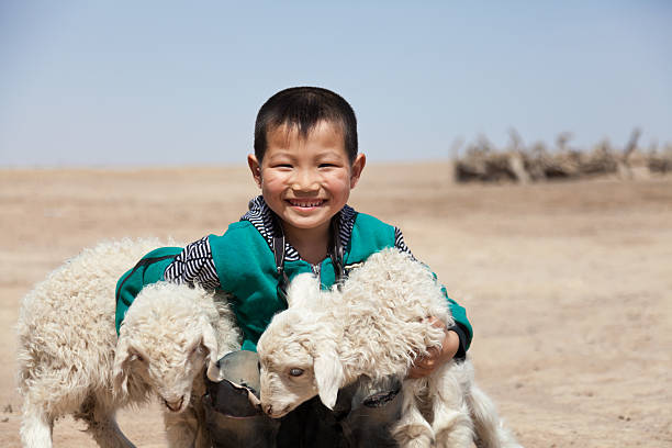 istock Happy Chinese boy with his lambs outdoor 471399325