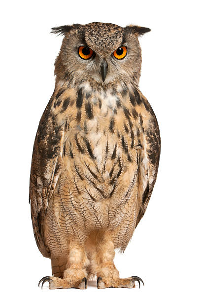 istock Portrait of a Eurasian Eagle-Owl 471399667