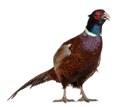 Male European Common Pheasant, Phasianus colchicus, a bird in the pheasant, standing in front of white background