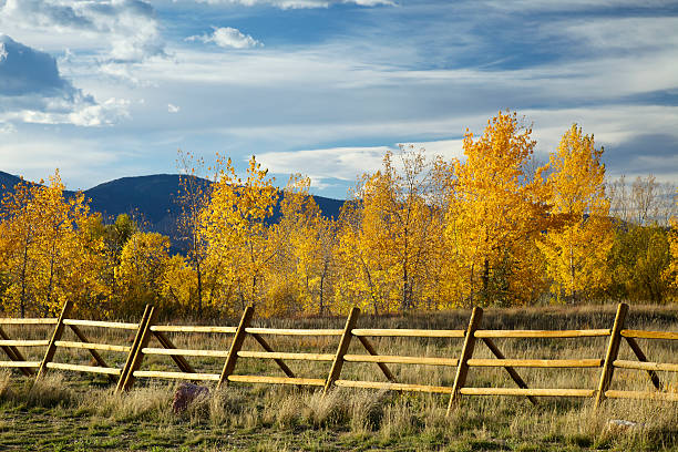 Rail Fence and Yellow Aspen Trees A rail fence and aspen trees during Colorado Autumn. rail fence stock pictures, royalty-free photos & images