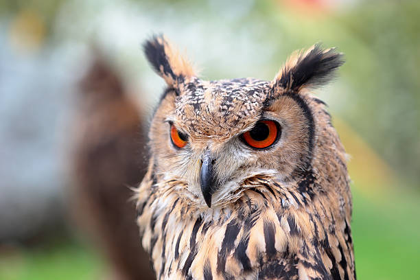 istock Portrait of an indian rock eagle-owl 471400172