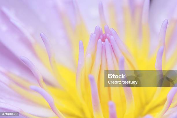 Water Lily Stock Photo - Download Image Now - Abstract, Beauty In Nature, Close-up