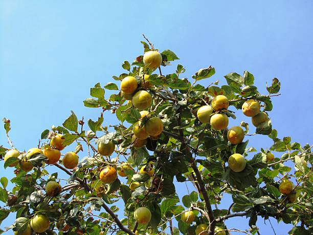 istock Kaki tree with many fruits under blue sky Lake Garda 471400590