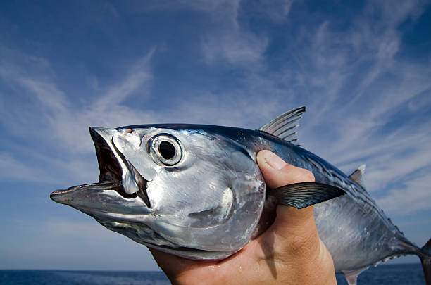 Fish open mouth getting caught stock photo